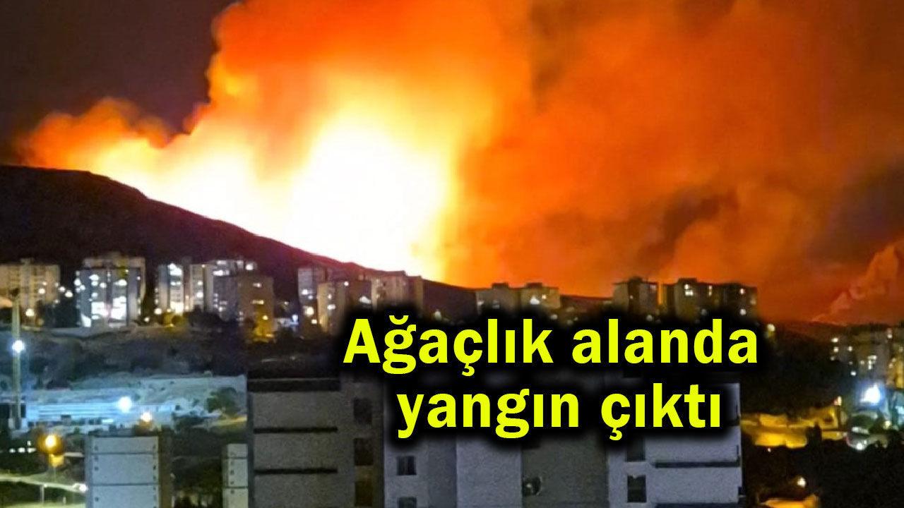 Ağaçlık alanda yangın çıktı (Video)