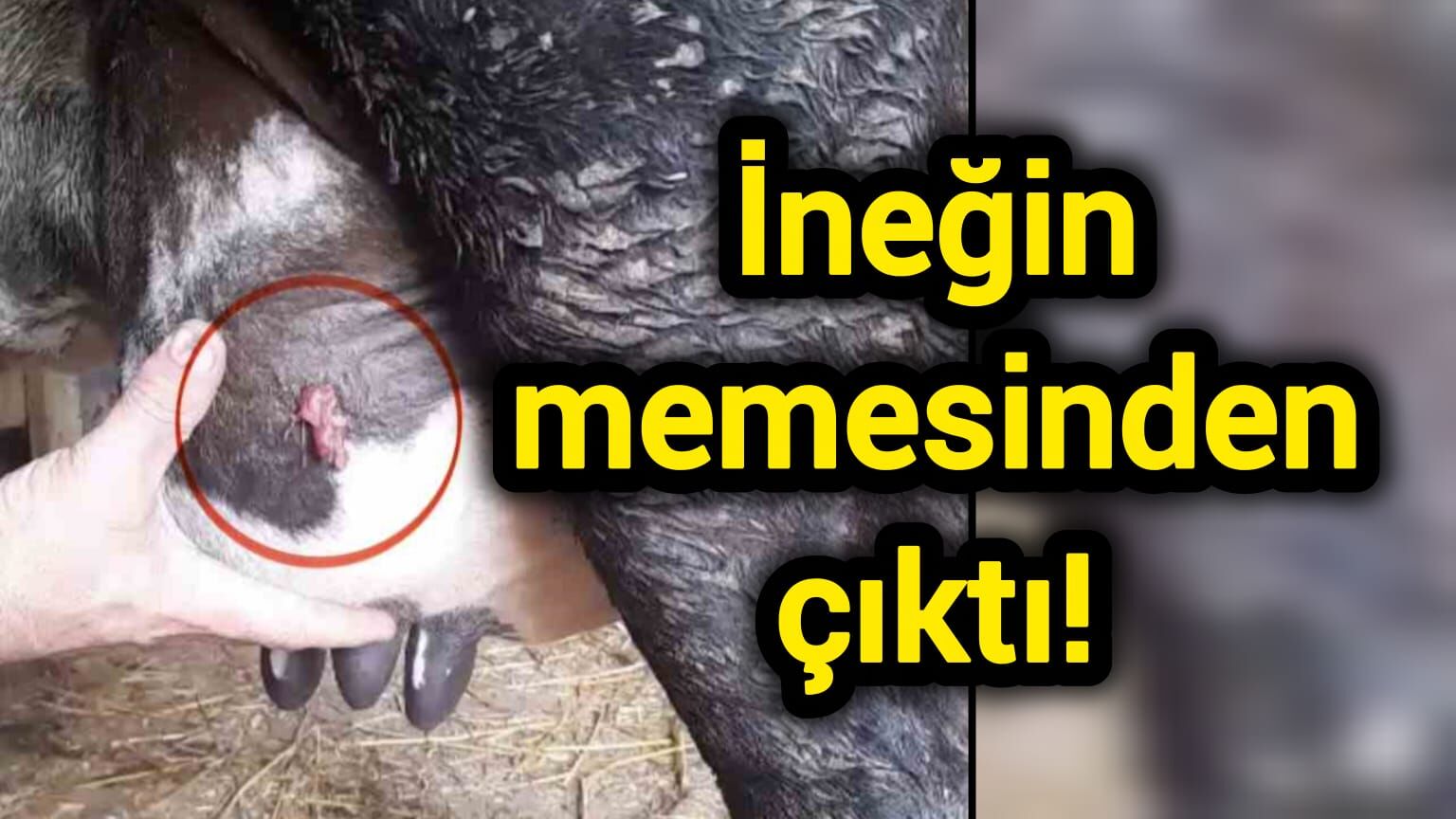 İneğin memesinden çıktı!