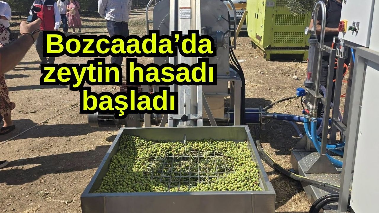 Bozcaada’da zeytin hasadı başladı