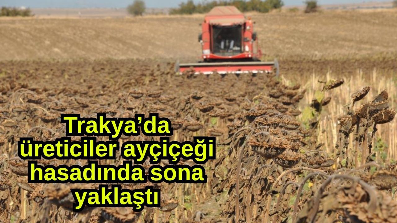 Trakya’da üreticiler ayçiçeği hasadında sona yaklaştı (Video)