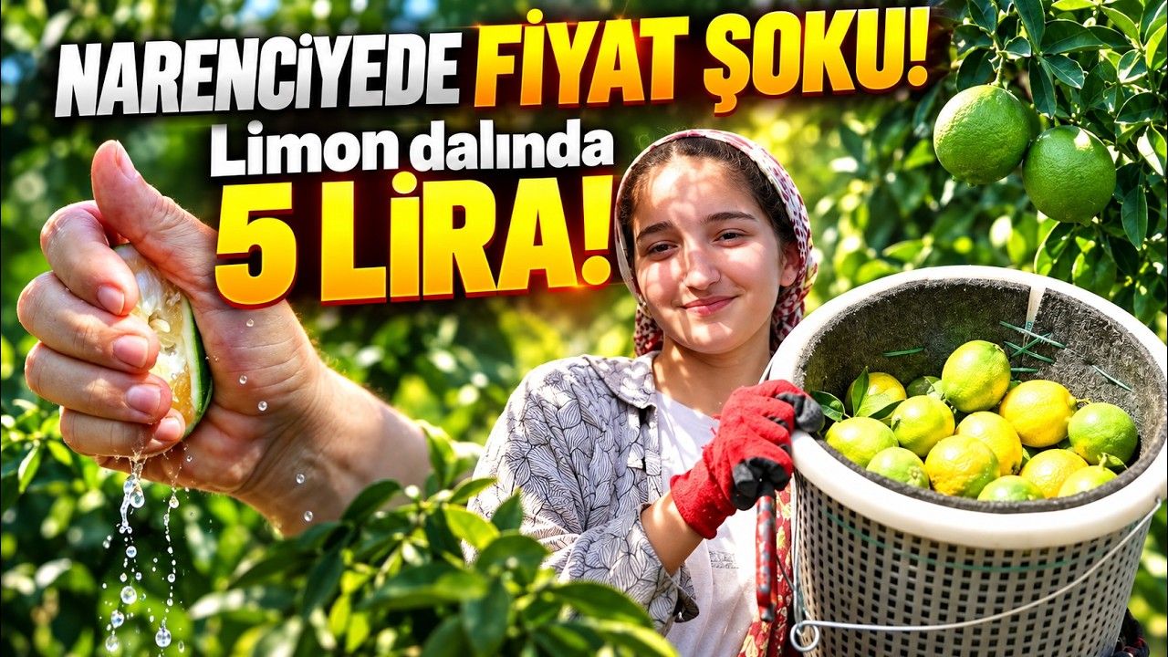 Limon ve mandalina dalında kaldı )Video)