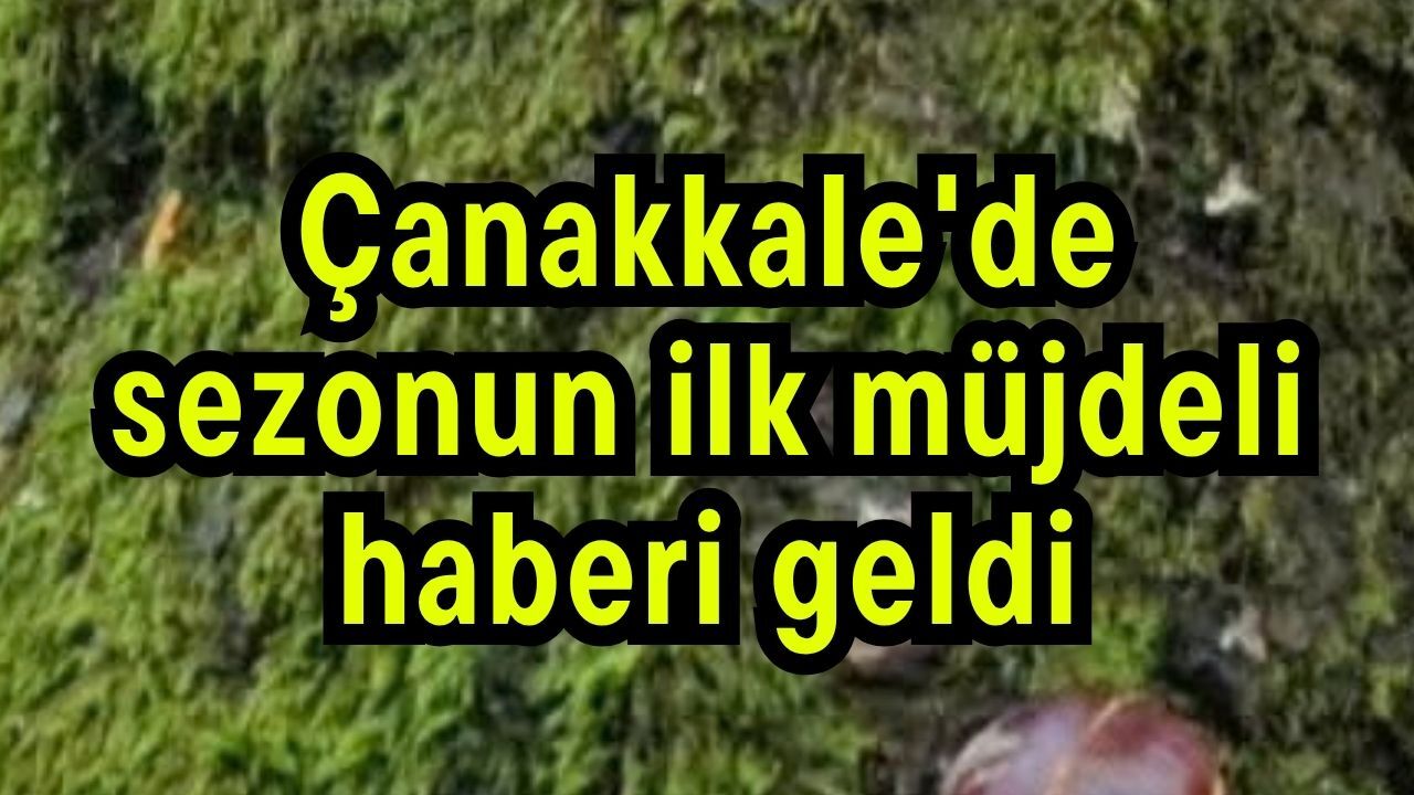 Çanakkale'de sezonun ilk müjdeli haberi geldi
