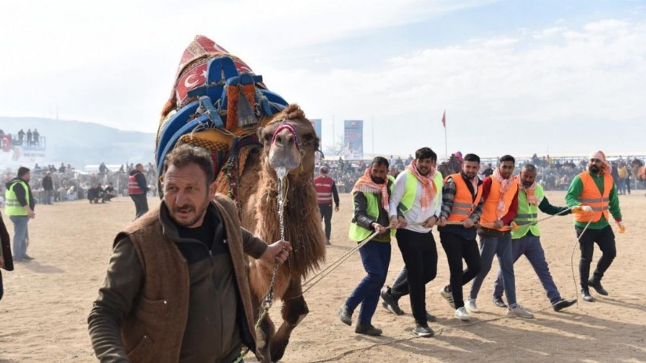 Çanakkale'de Truva Deve Güreşleri heyecanı yaşandı