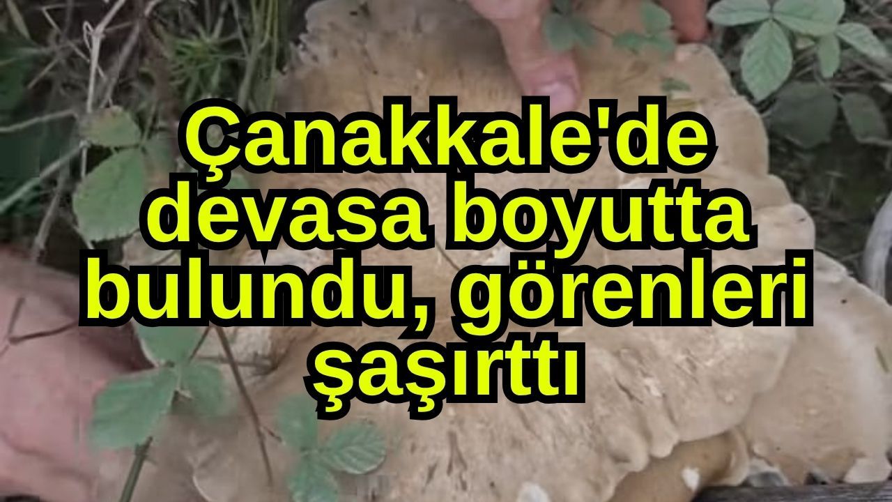 Çanakkale'de devasa boyutta bulundu, görenleri şaşırttı
