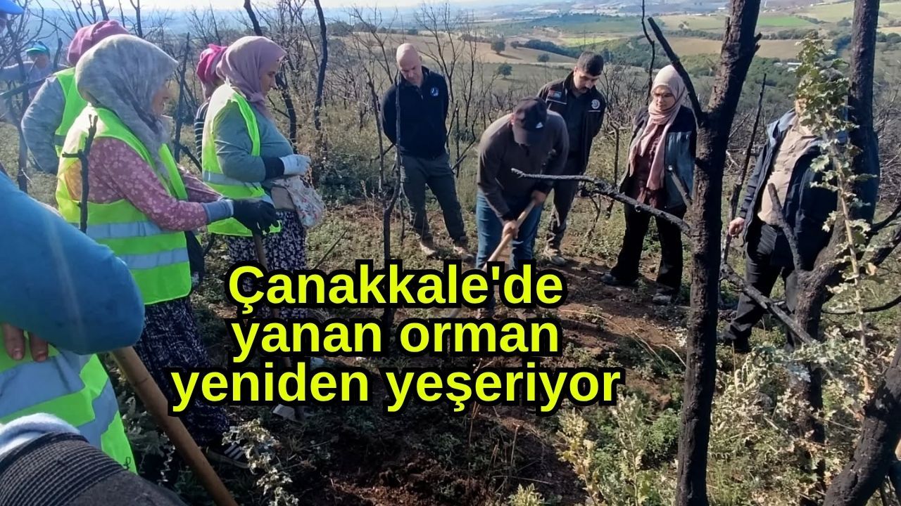 Çanakkale'de yanan orman yeniden yeşeriyor