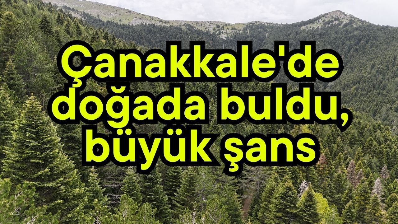 Çanakkale'de doğada buldu, büyük şans