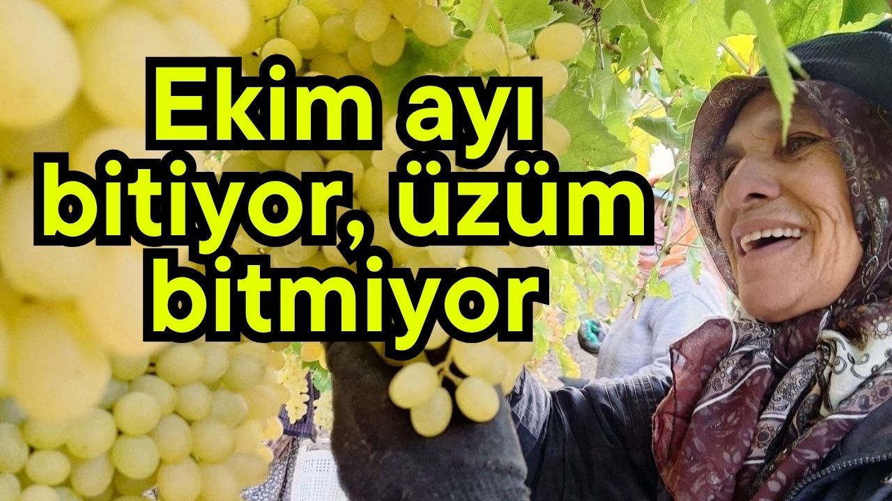 Ekim ayı bitiyor, üzüm bitmiyor