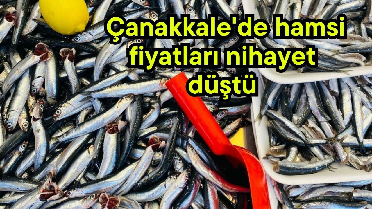 Çanakkale'de hamsi fiyatları nihayet düştü