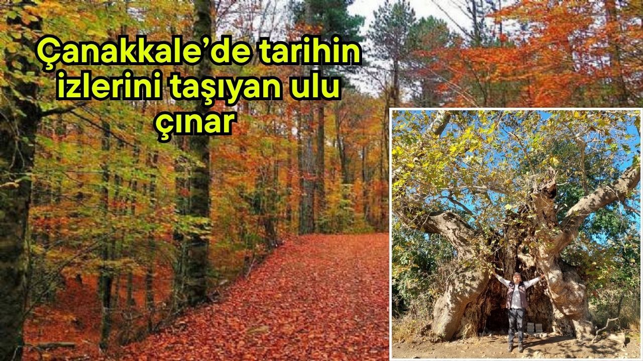 Çanakkale’de tarihin izlerini taşıyan ulu çınar