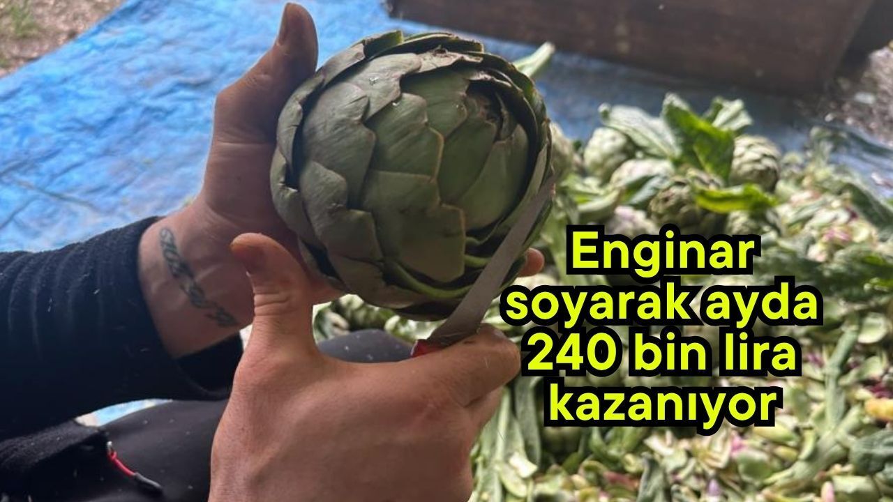 Enginar soyarak ayda 240 bin lira kazanıyor (Video)