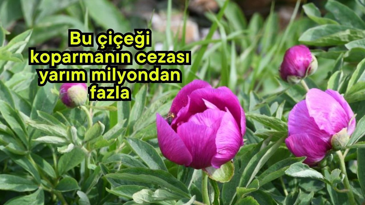 Bu çiçeği koparmanın cezası yarım milyondan fazla