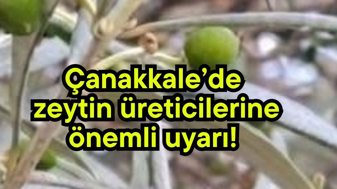 Çanakkale’de zeytin üreticilerine önemli uyarı!