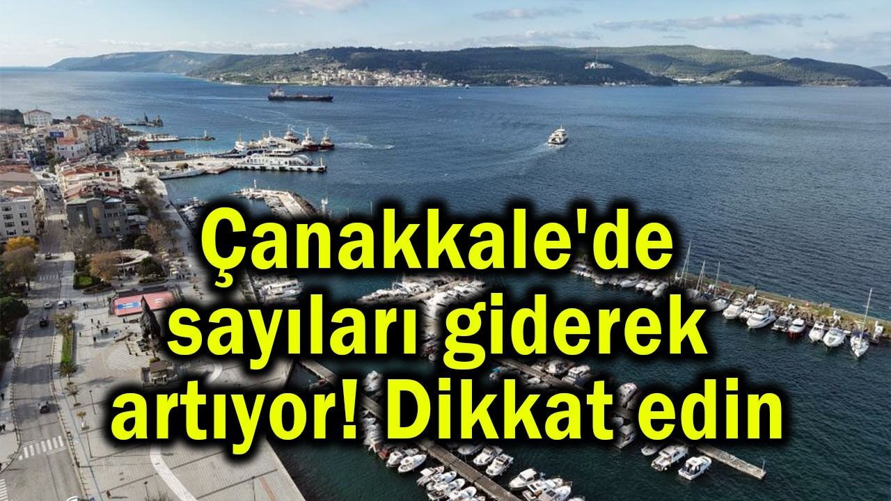 Çanakkale'de sayıları giderek artıyor! Dikkat edin