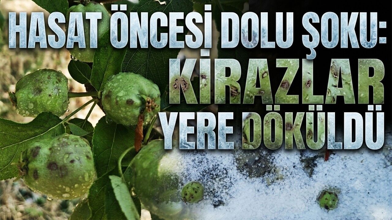 Hasat öncesi dolu şoku! Kirazlar yerlere döküldü (