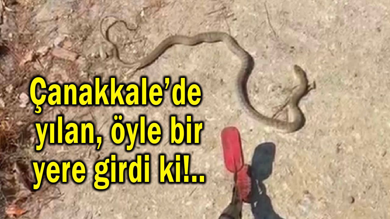 Çanakkale'de yılan, öyle bir yere girdi ki!