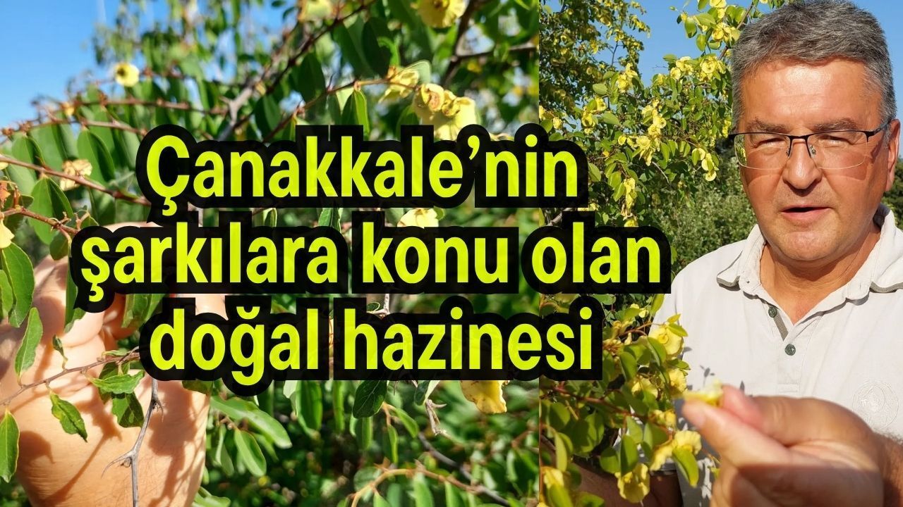 Çanakkale'nin şarkılara konu olan doğal hazinesi