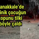 Çanakkale’de minik çocuğun topunu tilki böyle çaldı (Video)