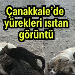 Çanakkale’de yürekleri ısıtan görüntü