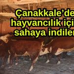 Çanakkale’de hayvancılık için sahaya indiler
