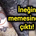 İneğin memesinden çıktı!