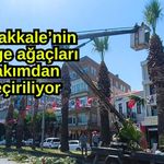 Çanakkale’nin simge ağaçları bakımdan geçiriliyor