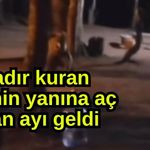 Çadır kuran ailenin yanına aç kalan ayı geldi (Video)
