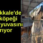 Çanakkale'de av köpeği yeni yuvasını arıyor