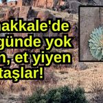 Çanakkale'de et yiyen taşlar! 40 günde yok ediyor