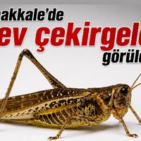 Gündem
