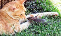 Kedi, fareyle böyle oynadı (VİDEO)