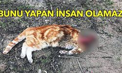 Kafası kesilen kedi hayvanseverleri harekete geçirdi