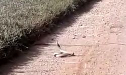 Çanakkale'de yılanların çiftleşme dansı (VİDEO)