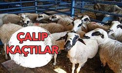 Koyunları kuzularıyla birlikte çalındı