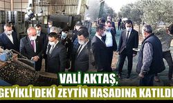 Geyikli Beldesindeki Zeytin Hasadı, Vali Aktaş’ın Katılımıyla Gerçekleştirildi