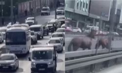 Karayolu’nda koşan başı boş atlar trafiği birbirine kattı (VİDEO)