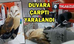 Yaralanan ‘peçeli baykuş’ tedaviye altında! (VİDEO)