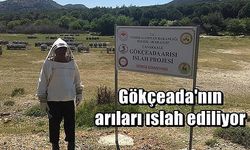 Gökçeada'nın arıları ıslah ediliyor