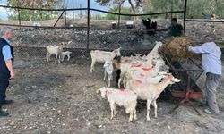 Çanakkale’de yangının açtığı yara, el birliğiyle sarılıyor