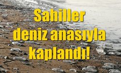 Sahiller deniz anasıyla kaplandı!