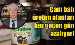 Çam balı üretim alanları her geçen gün azalıyor!