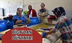 Biga'dan Dünyaya Acı Biber Turşusu İhracatı