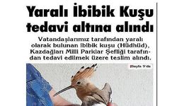 Yaralı İbibik Kuşu tedavi altına alındı