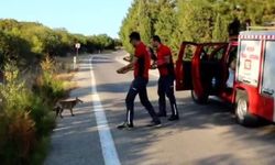 Yangın dönüşü karşılaştıkları tilkiyi simitle beslediler
