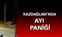 Kazdağları'nda ayılar aracın önünce çıkınca..