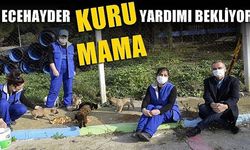 ECEHAYDER kuru mama yardımı bekliyor