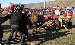 Develer depremzedeler için güreşecek