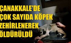 Çanakkale’de çok sayıda köpek zehirlenerek öldürüldü (VİDEO)