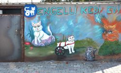 Engelli kedi evi hizmete açıldı  