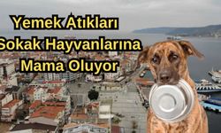 Çanakkale'de yemek atıkları sokak hayvanlarına mama oluyor