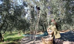 Zeytin alım tavan fiyat ve taban fiyat belli oldu